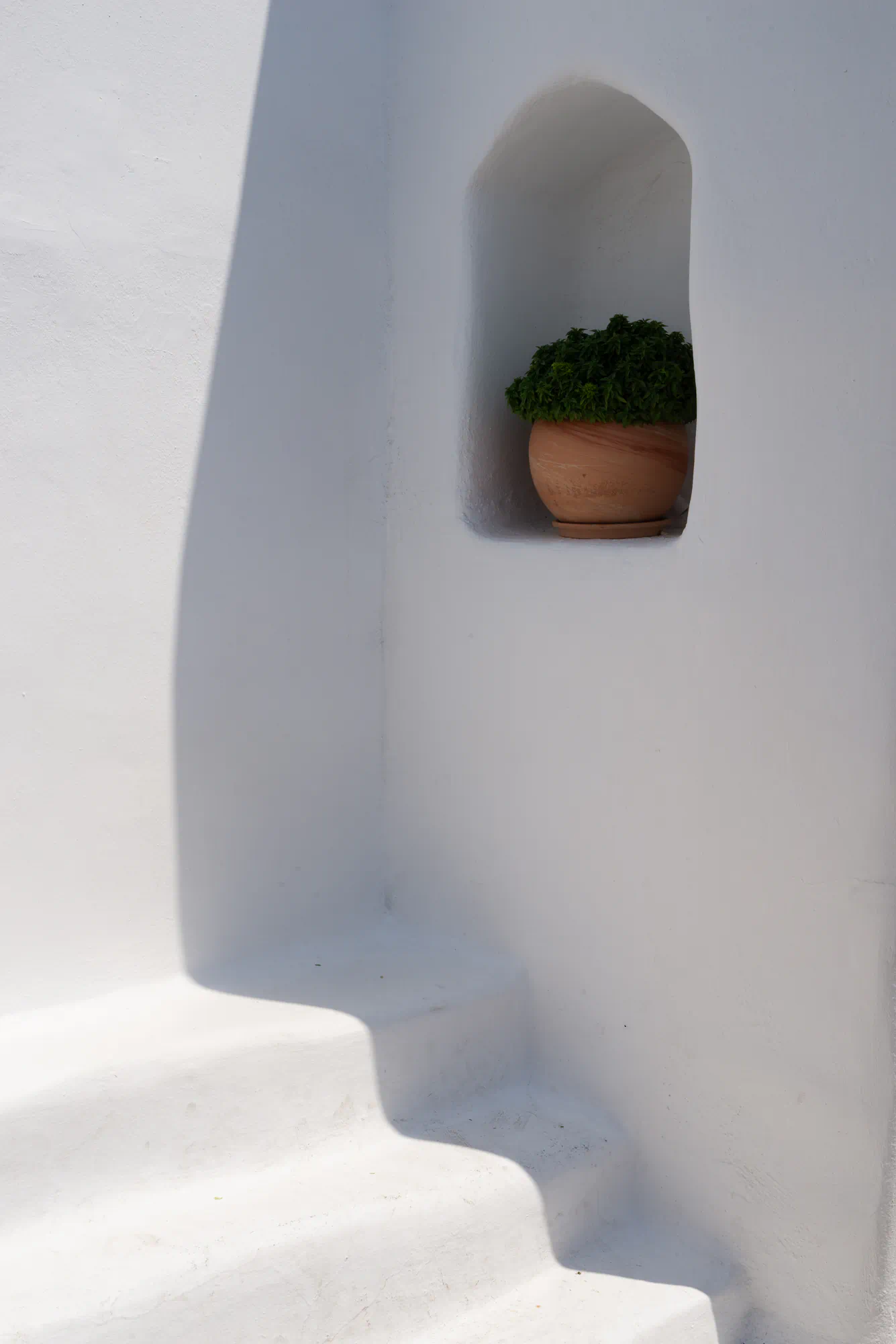 stairs and pot plant